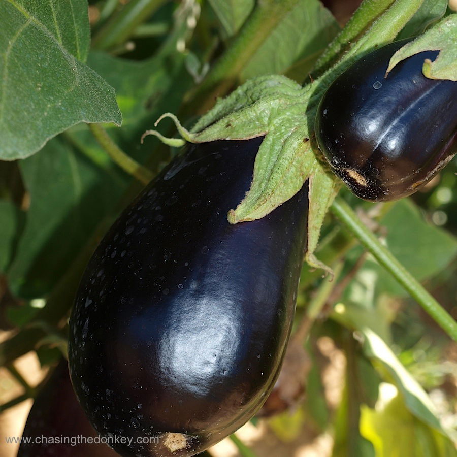 Croatian Fried Eggplant (Pohana Balancana)