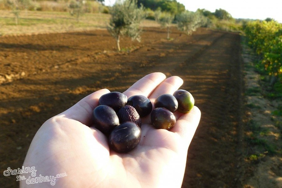 expat in the olive gardening