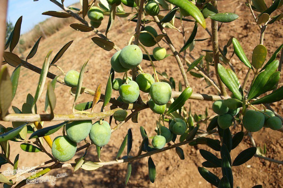 expat olives
