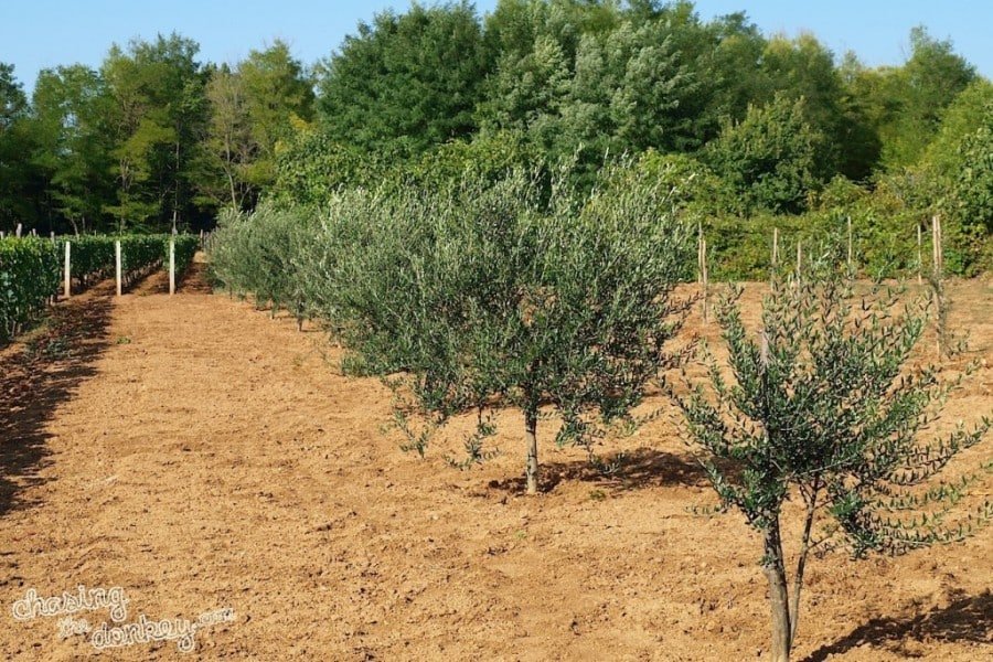 expat olive garden
