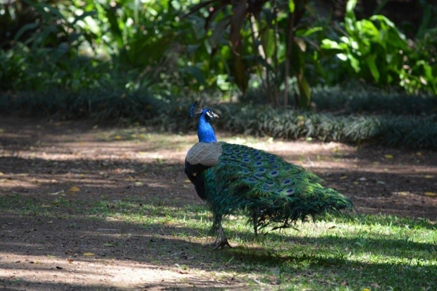 A peacock is walking on a dirt path on Lokrum Island