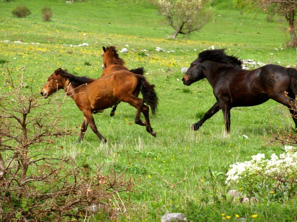 Paklenica Velebit photo jeep safari chasing horses - Chasing the donkey Croatia Travel Blog