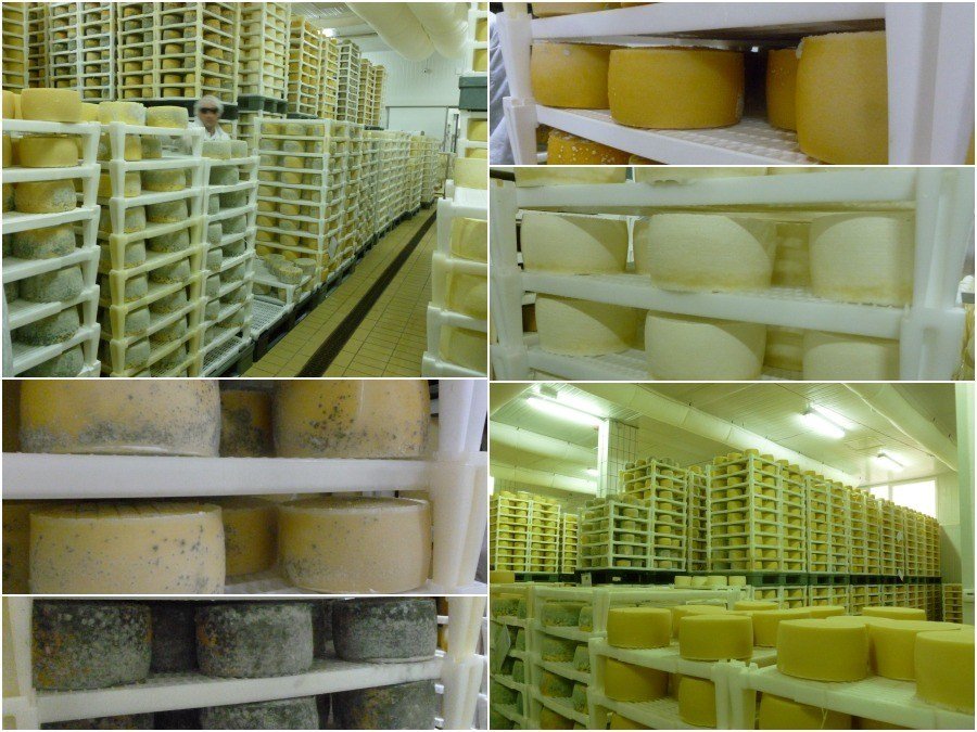 cheese factory pag island