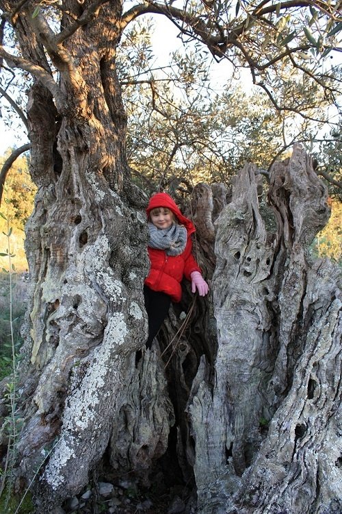 Oldest olive tree Hvar | Travel Croatia Guide