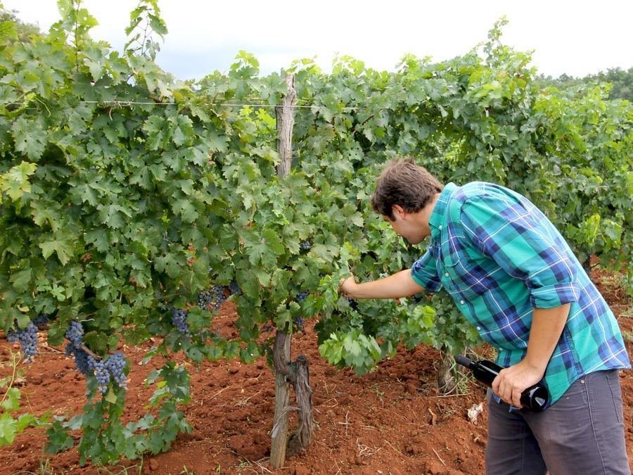 Croatian Wine: Bruno Trapan Harvest | Croatia Travel Blog