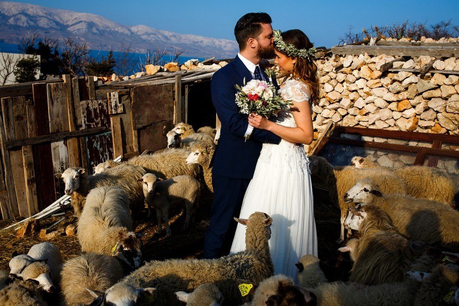 Sheep Pasture Fields Destination Wedding, Pag | Croatia Travel Blog