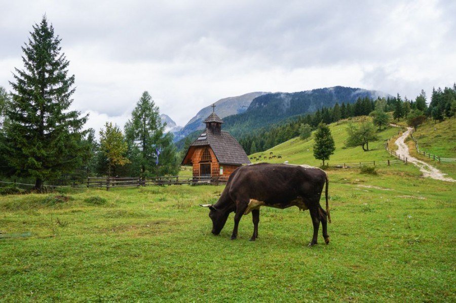 Cow - Adventure in Slovenia | Slovenia Travel Blog