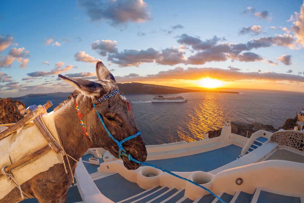 Why You Should NOT Ride Donkeys In Santorini