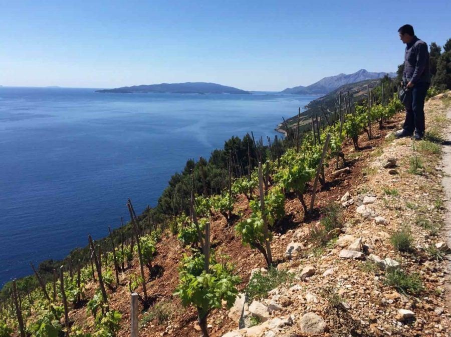 Best Croatian Wine - 5 Grapes_Matt Overlooking Dingac Dalmatia