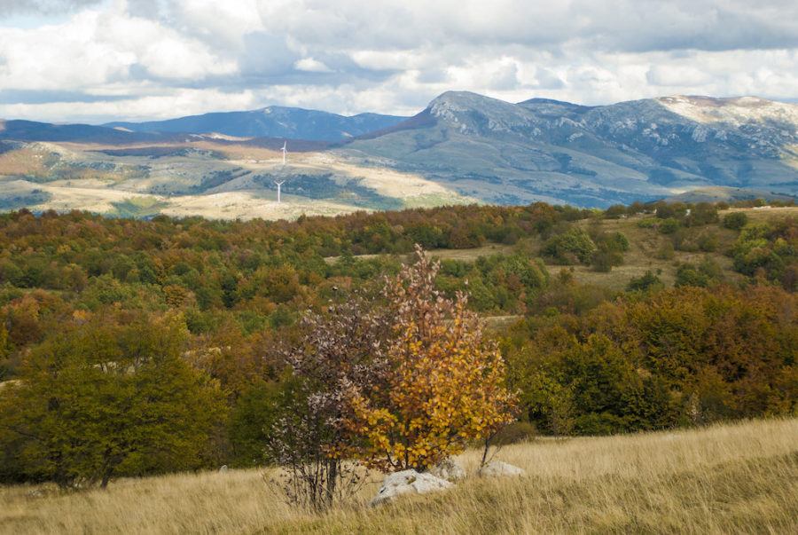 A lone tree stands tall in the Velebit Mountains, surrounded by a vast grassy field. This mesmerizing scene captures the essence of autumn, as leaves change color and gently fall to