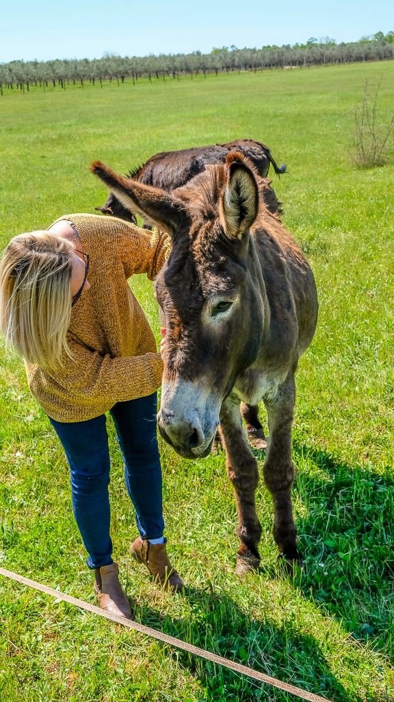 Colours Of Istria Trip Donkey 5 (1)