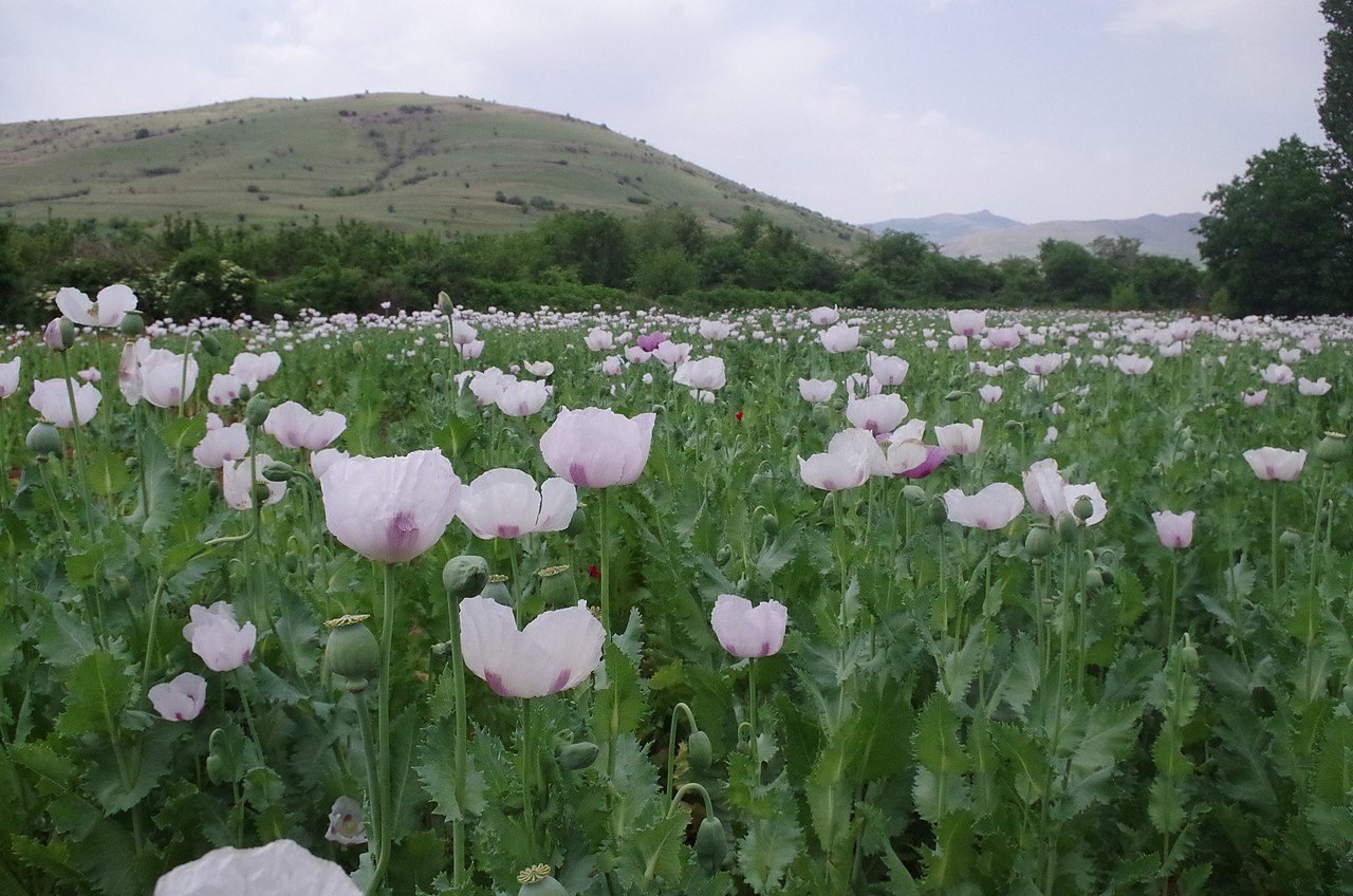 Fun Facts About Macedonia_opium flower