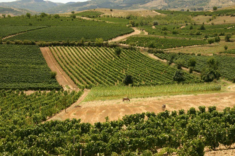 Macedonian wine_Kavadarci vineyards