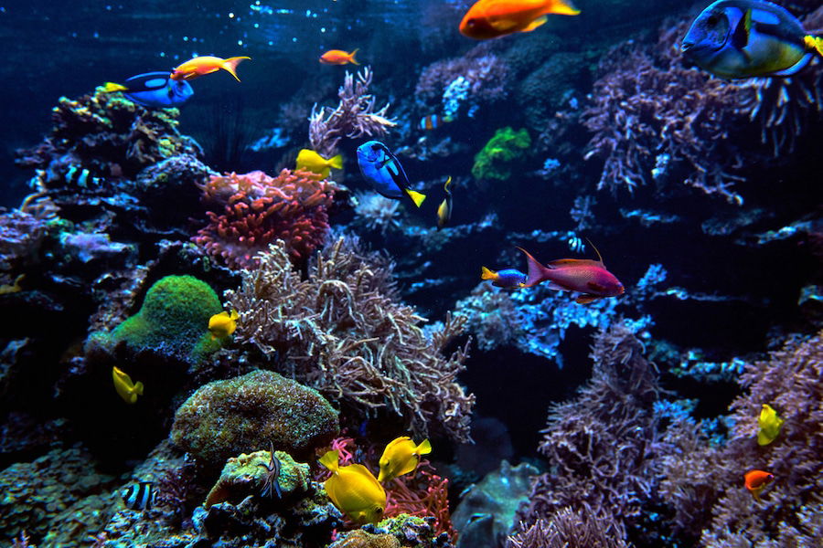 Tropical fish at the Great Barrier Reef Australia