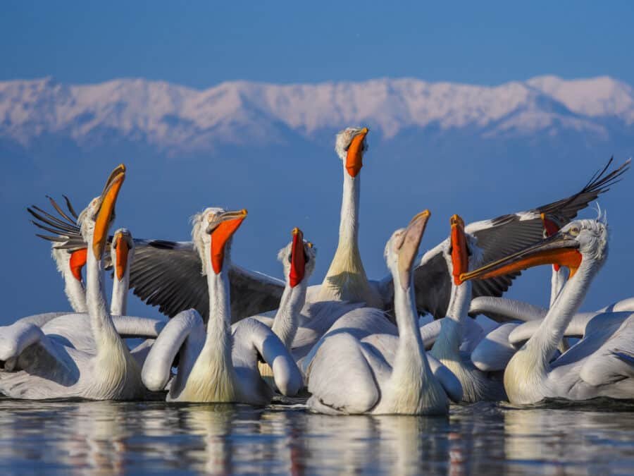Best Day Trips From Thessaloniki - Pelicans on Kerkini lake