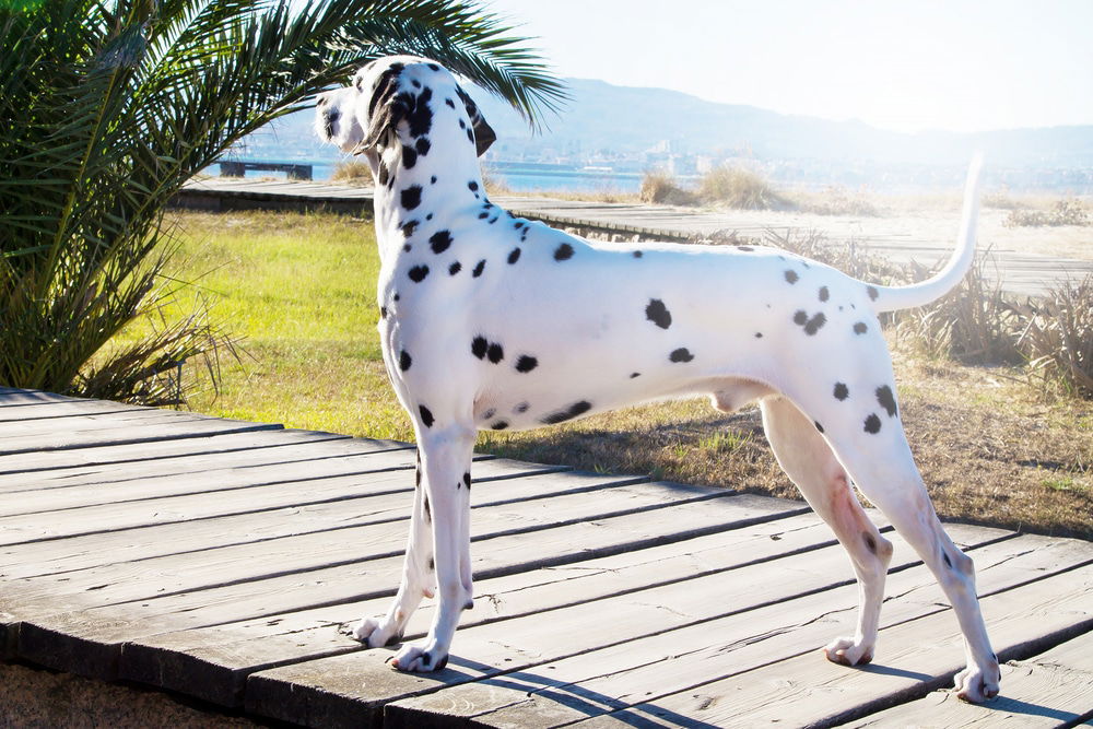 Travel Croatia With A Dog: What You Need To Know