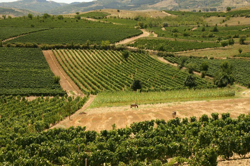 Macedonian-wine_Kavadarci-vineyards-2