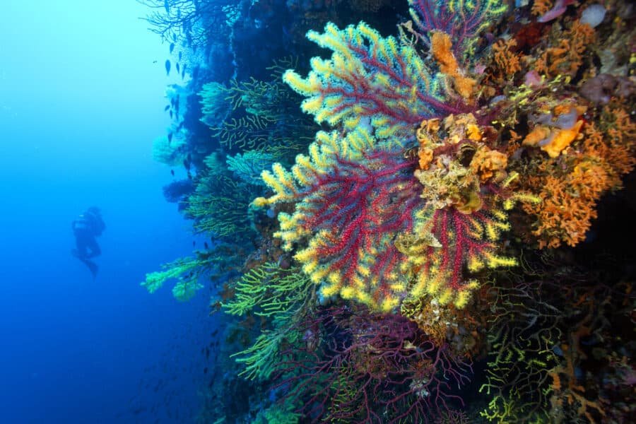 The coral reef from Lastovo island, Adriatic Sea in Croatia