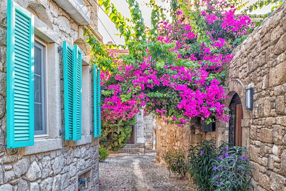 Alacati Travel Guide: Explore the charming stone alley adorned with vibrant purple flowers and complemented by charming blue shutters.
