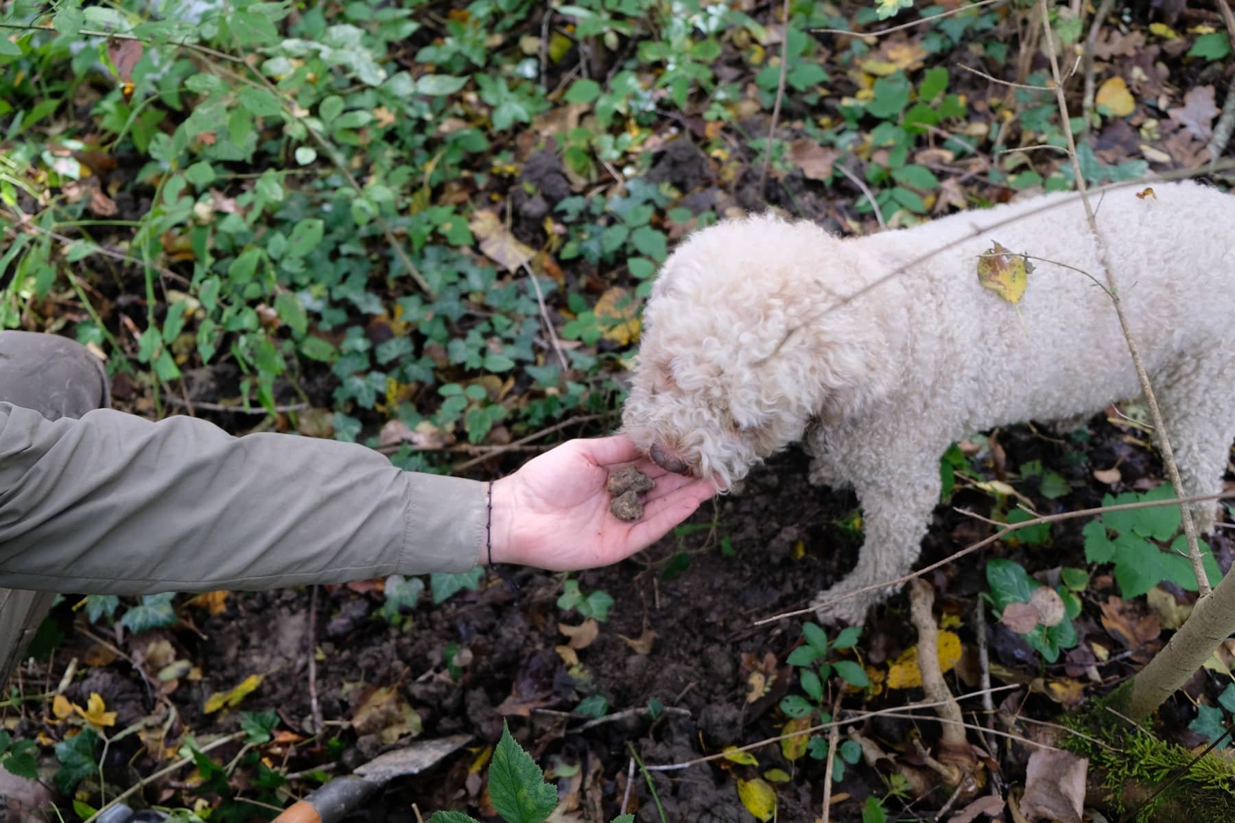 In the stunning Istria region, a person lovingly feeds a white poodle amidst the enchanting woods.