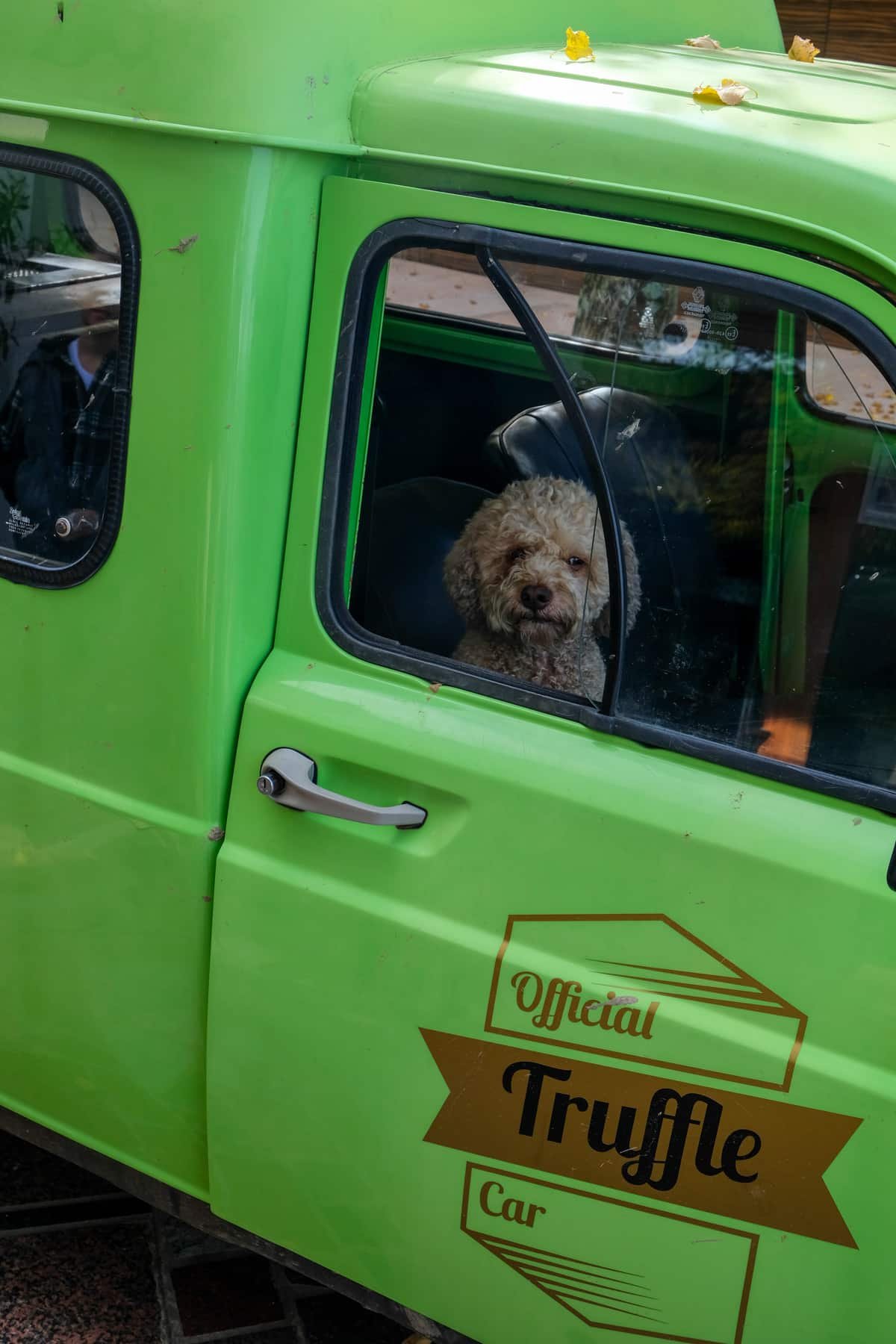 A green truck with a dog in the window parked in Istria.
