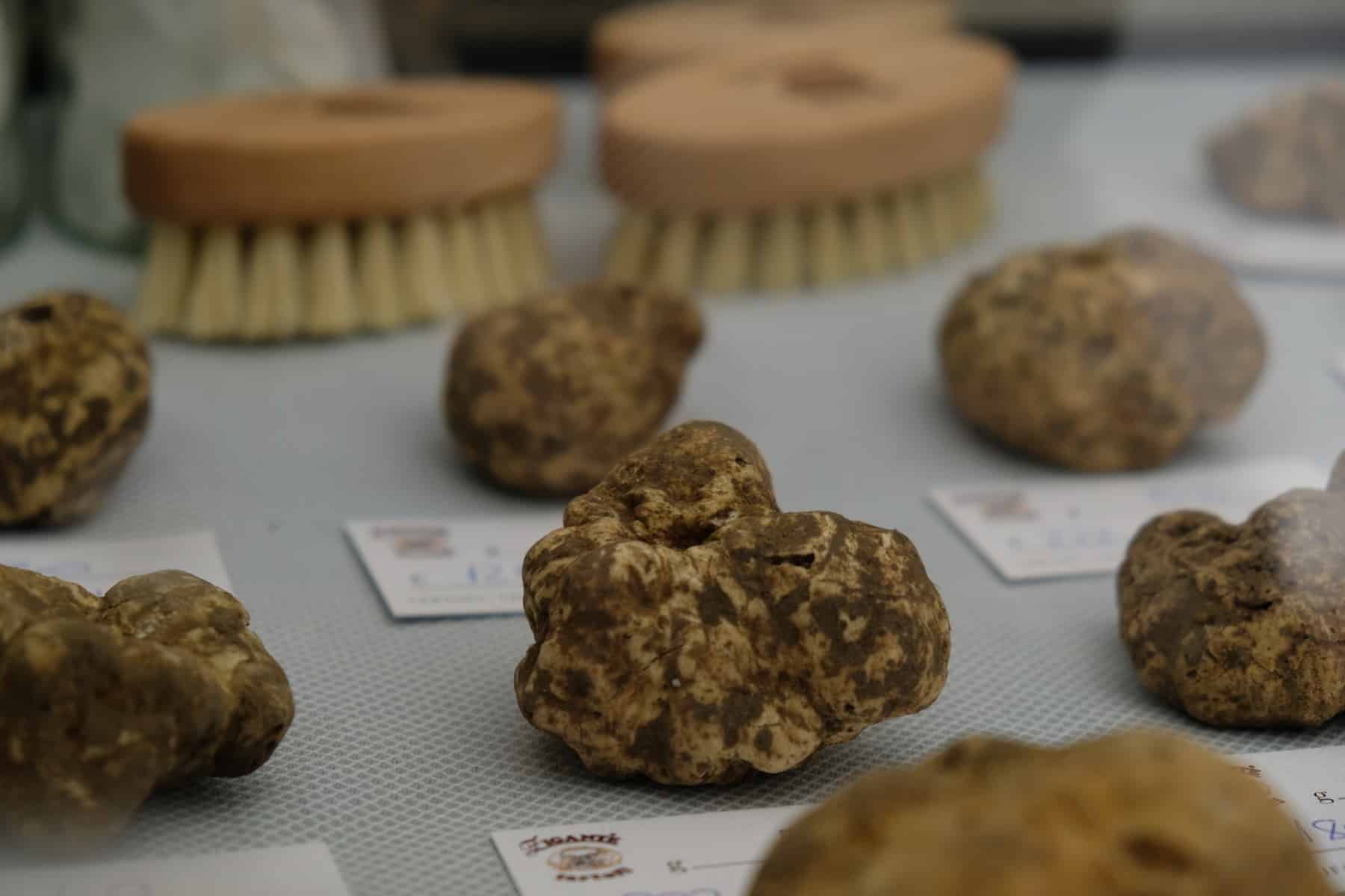A display of truffles from Istria on a table at  Zigante Truffle