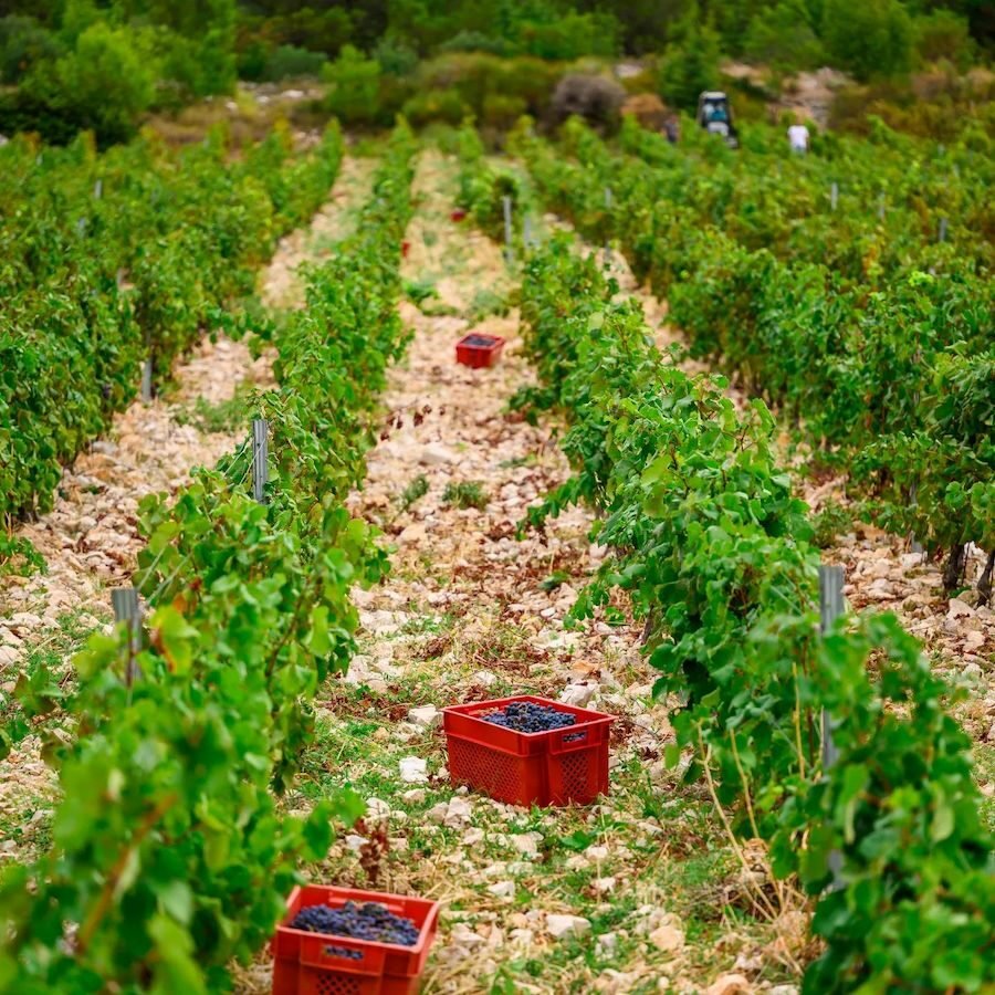 Croatia Travel Blog_Best Wines and Wine Regions In Croatia_Rizman Winery