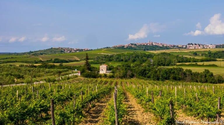 Must-Visit Croatian Wineries: Guide To Croatia Wine Regions & Wines To Try