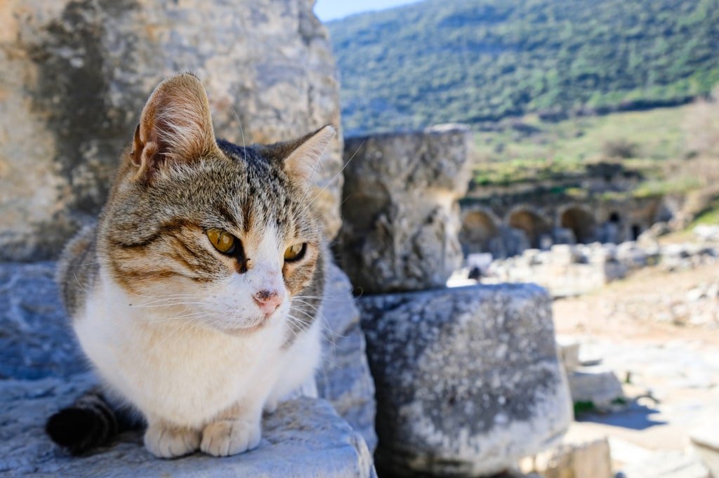 A cat is sitting on a stone ledge in front of the ruins of Ephesus.