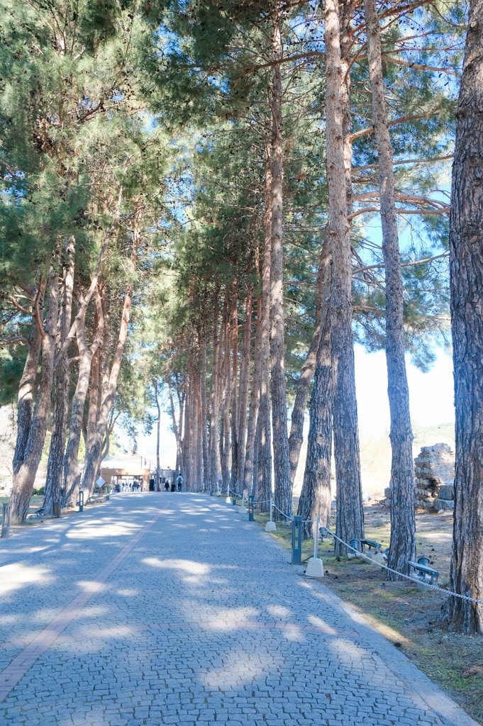 A road lined with pine trees in Ephesus National Park.
