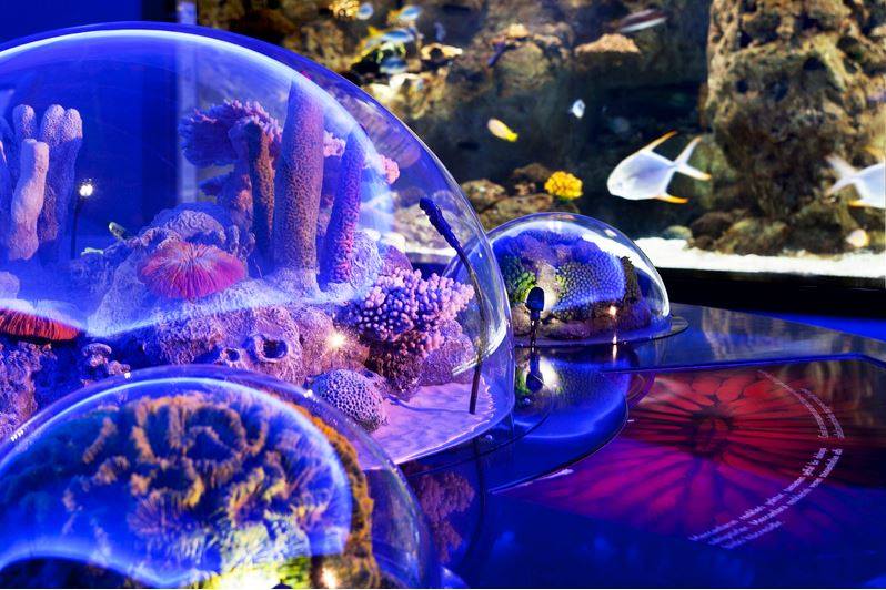 Discover an enchanting aquarium exhibit featuring various coral and marine life inside large, clear domes with colorful lighting effects. Perfect for kids, it's one of the top things to do in Istanbul with family.