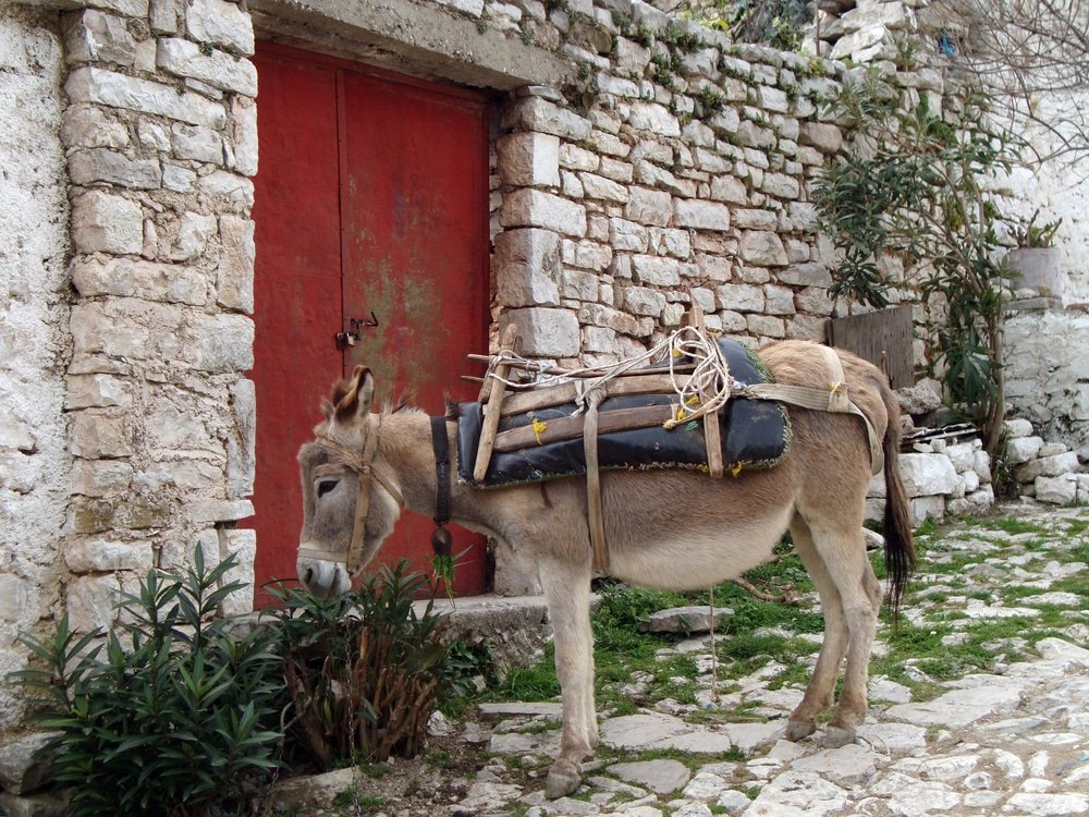 A donkey standing next to a red door in Qeparo, a popular place to visit in Albania