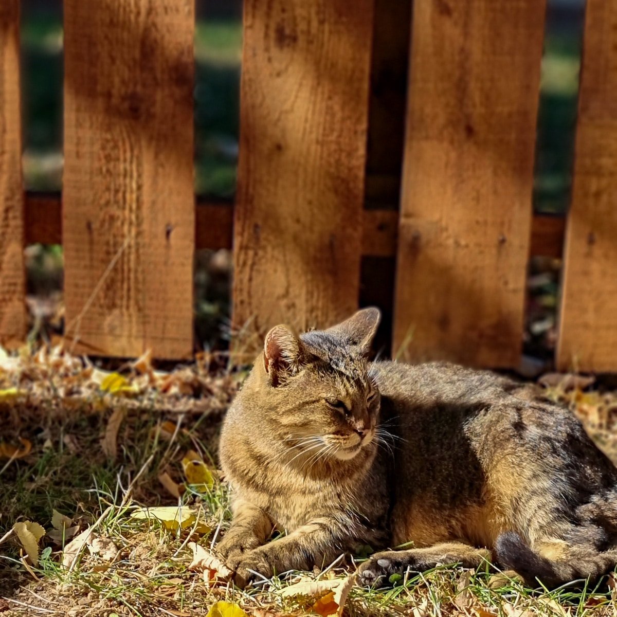 A tabby cat laying in the grass next to a wooden fence in Herăstrău Park