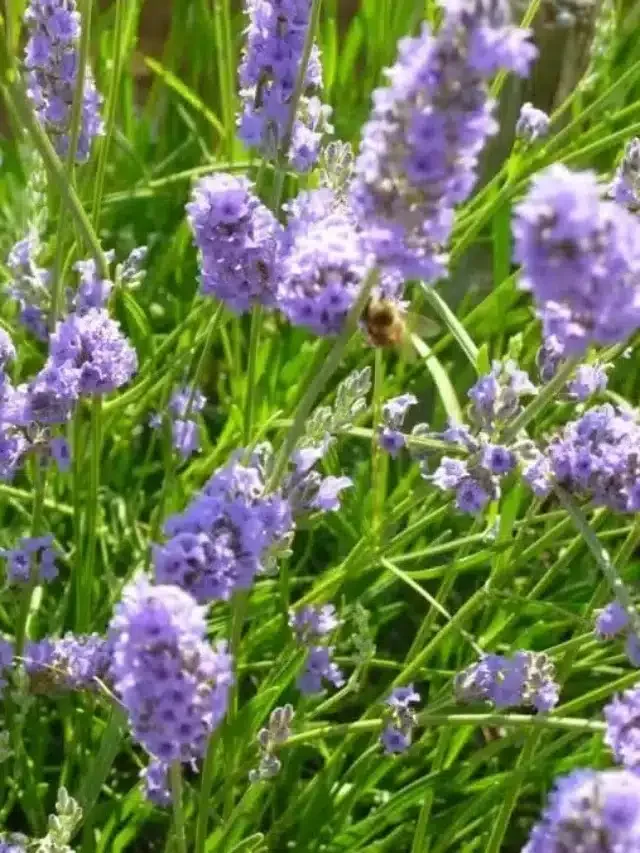 Lavender flowers with a bee on them.