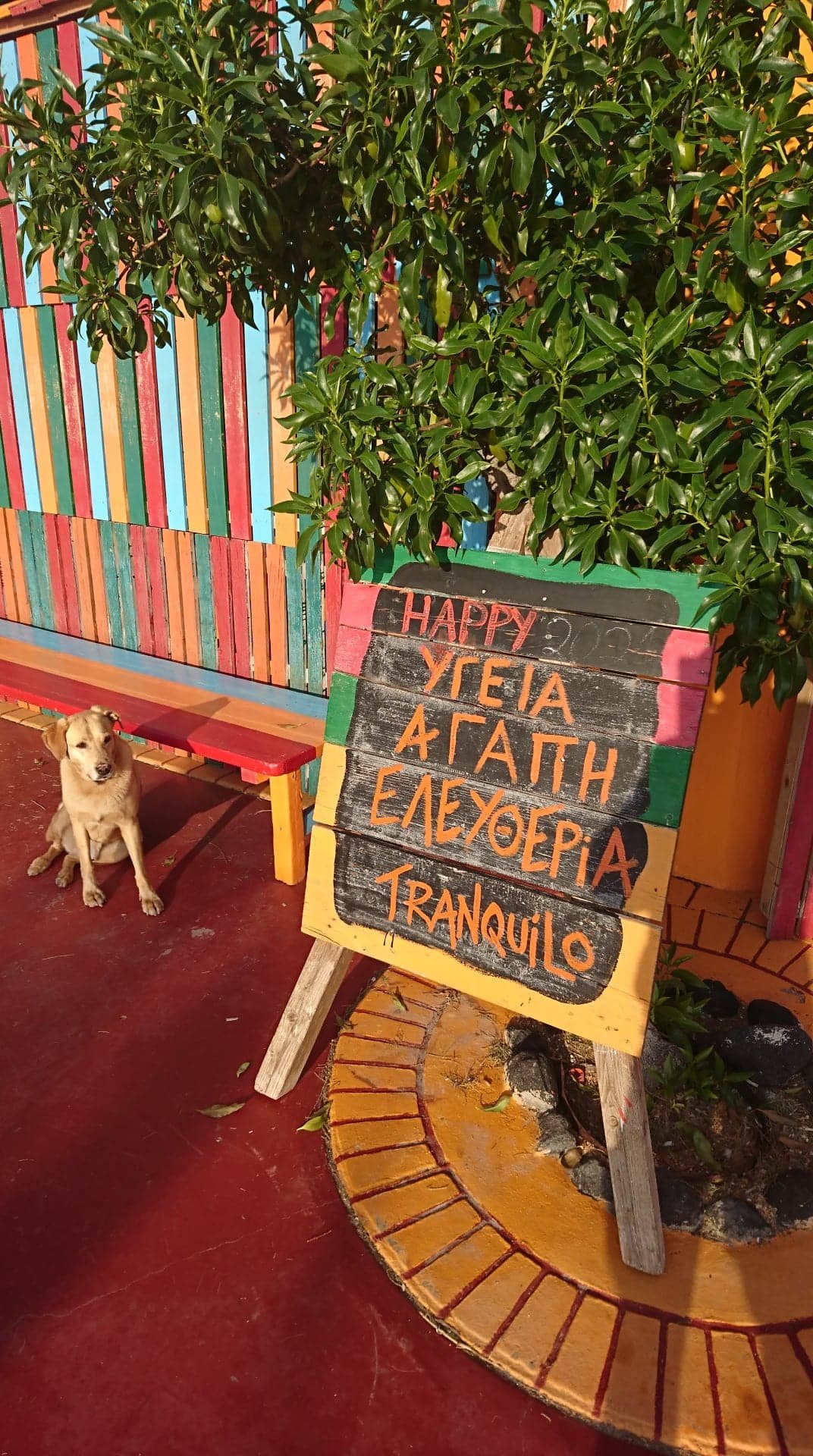 A dog sits on a bench in front of a colorful sign on the beautiful Greek island of Santorini - Tranquilo Beach Bar