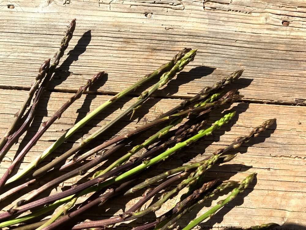 In Croatia, a bunch of fresh asparagus is beautifully displayed on a wooden table in the vibrant spring season.