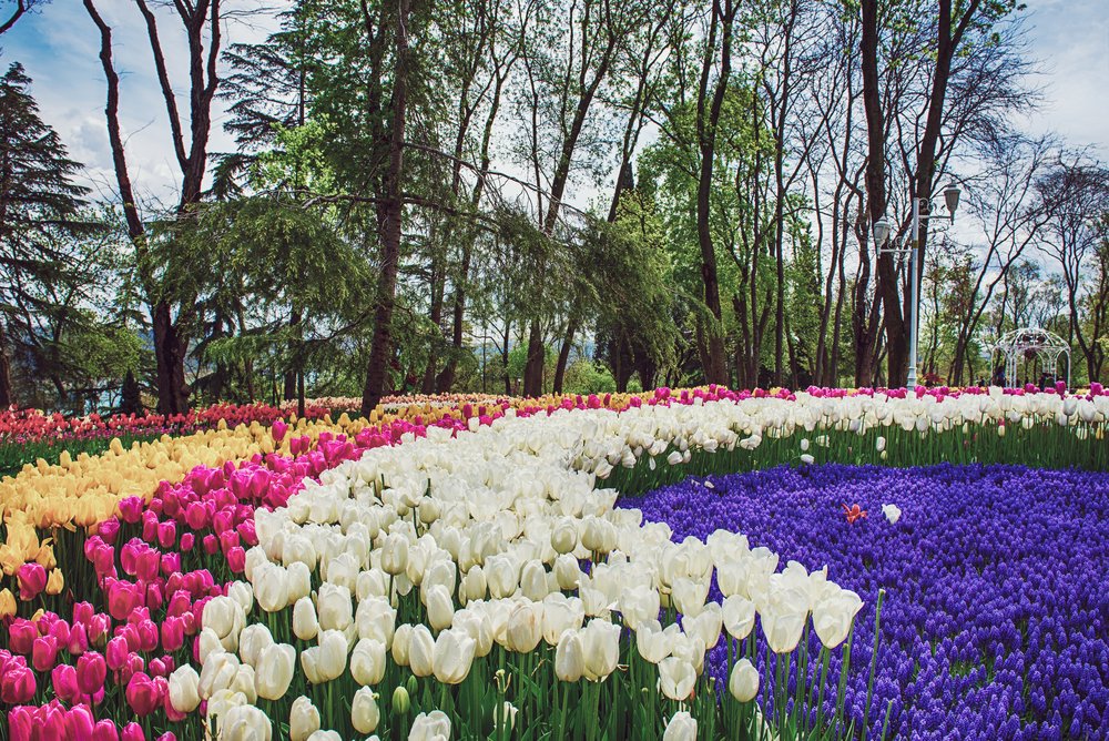 In Istanbul, the tulips are arranged in a circle in Emirgan Park, Sariyer