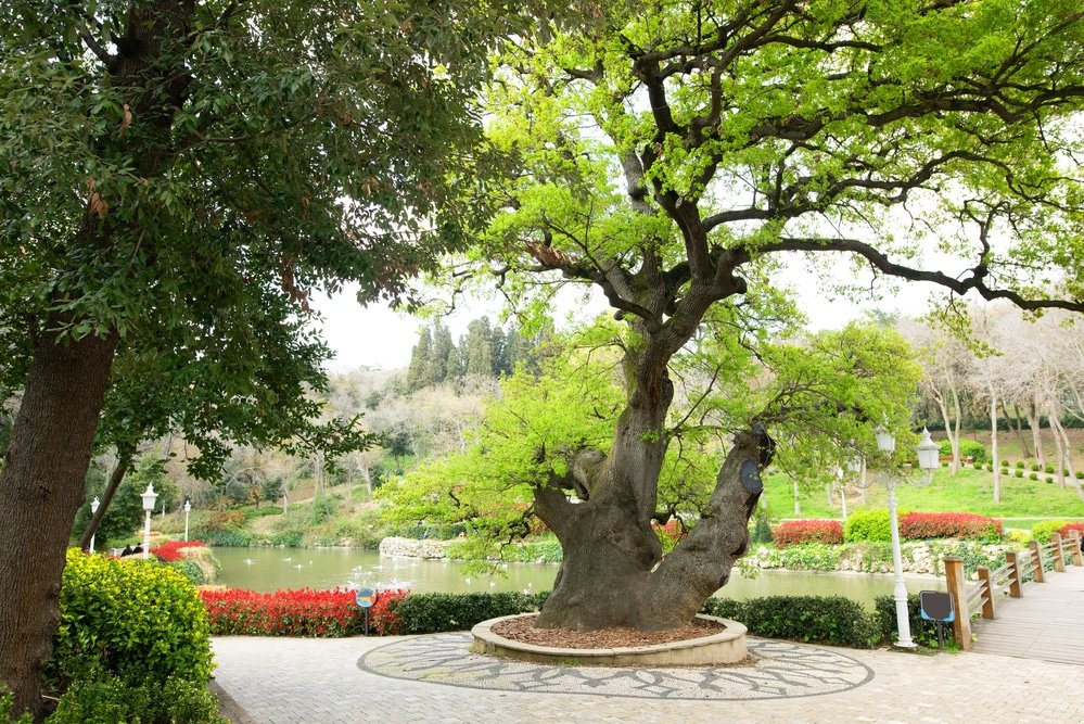 A large tree in Yildiz Park, Besiktas in Istanbul.