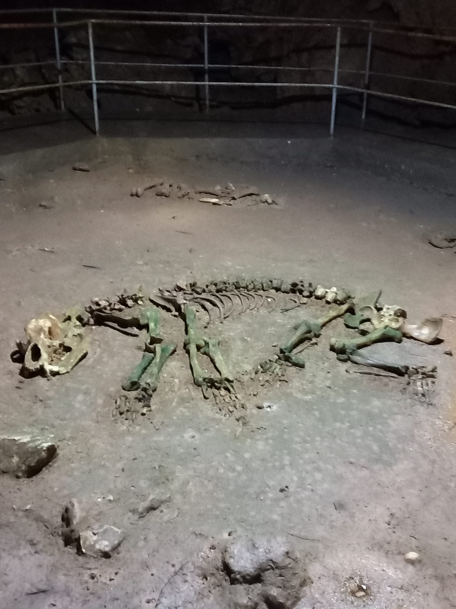 A skeleton of a large cave bear found in Bears' Cave in Romania.