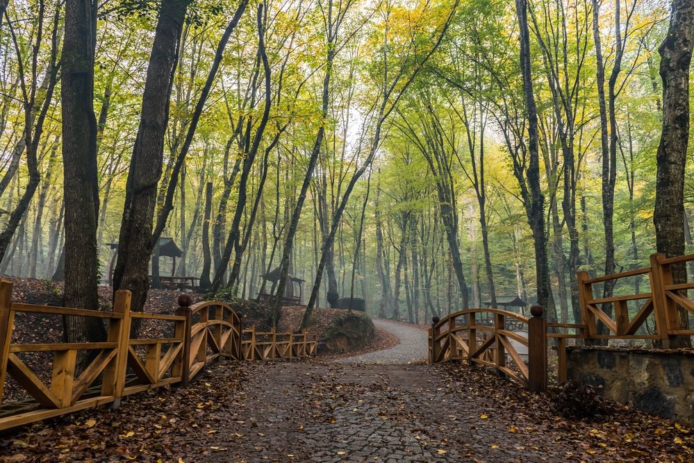 A wooden bridge in a wooded area. Autumn view in Belgrad Forest