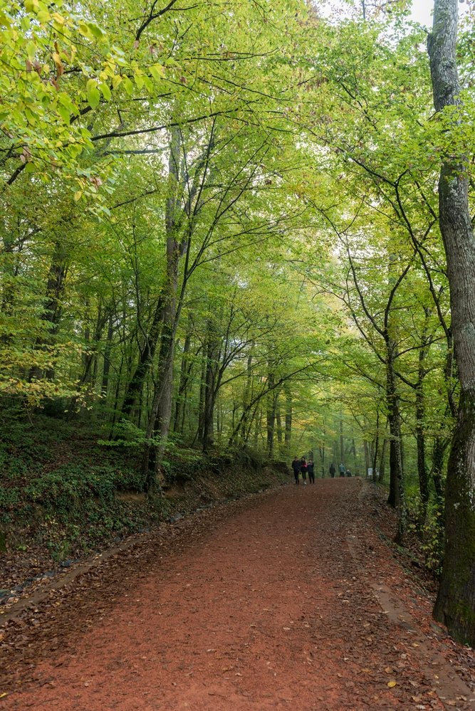 A group of people walking on a dirt path through Belgrad Forest.