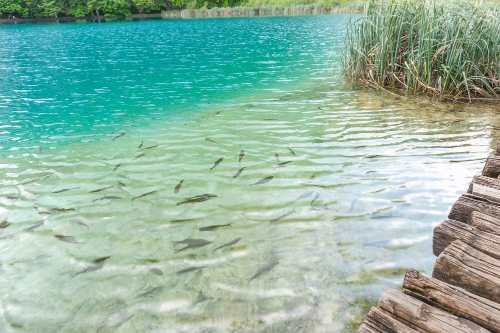 Clear turquoise lake, reminiscent of Plitvice Lakes, with fish swimming near the surface next to wooden walkway and reeds.
