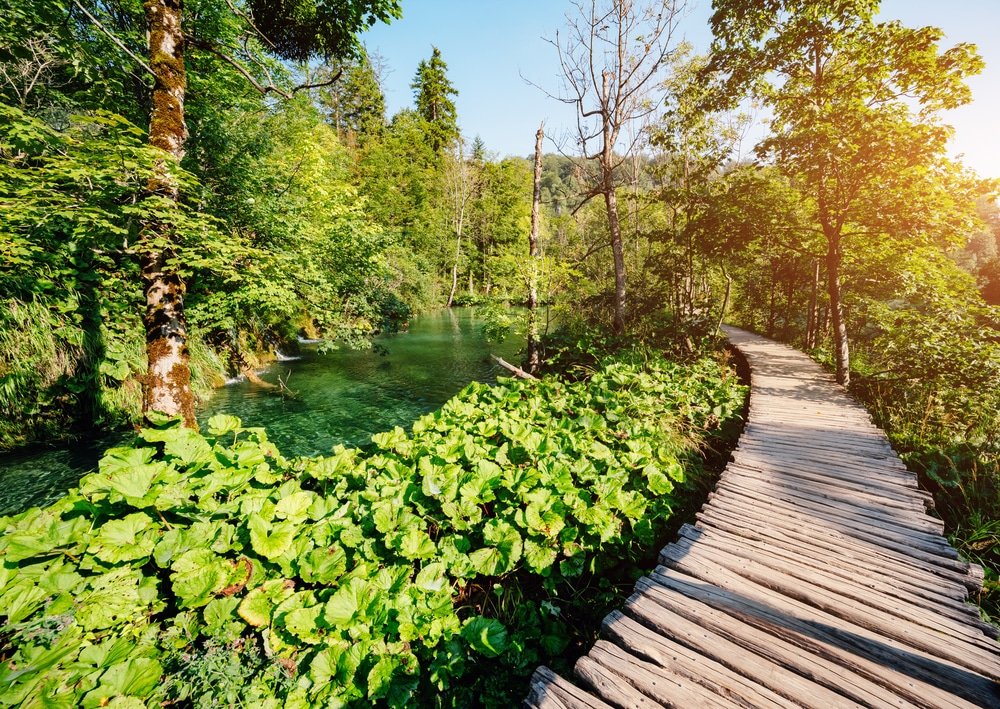 Wooden boardwalk winding through the lush green forest of Plitvice Lakes with vibrant undergrowth and a clear river.