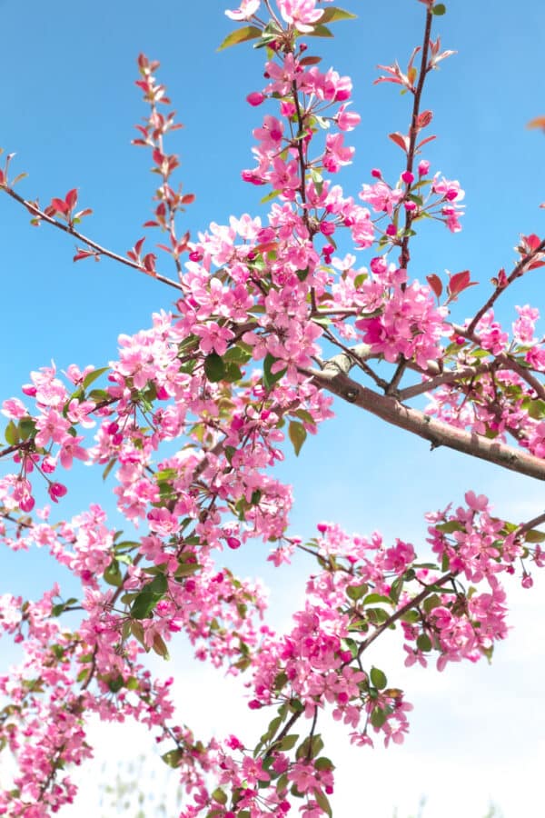 Branch of pink cherry blossoms in full bloom against a clear blue sky in Goreme.