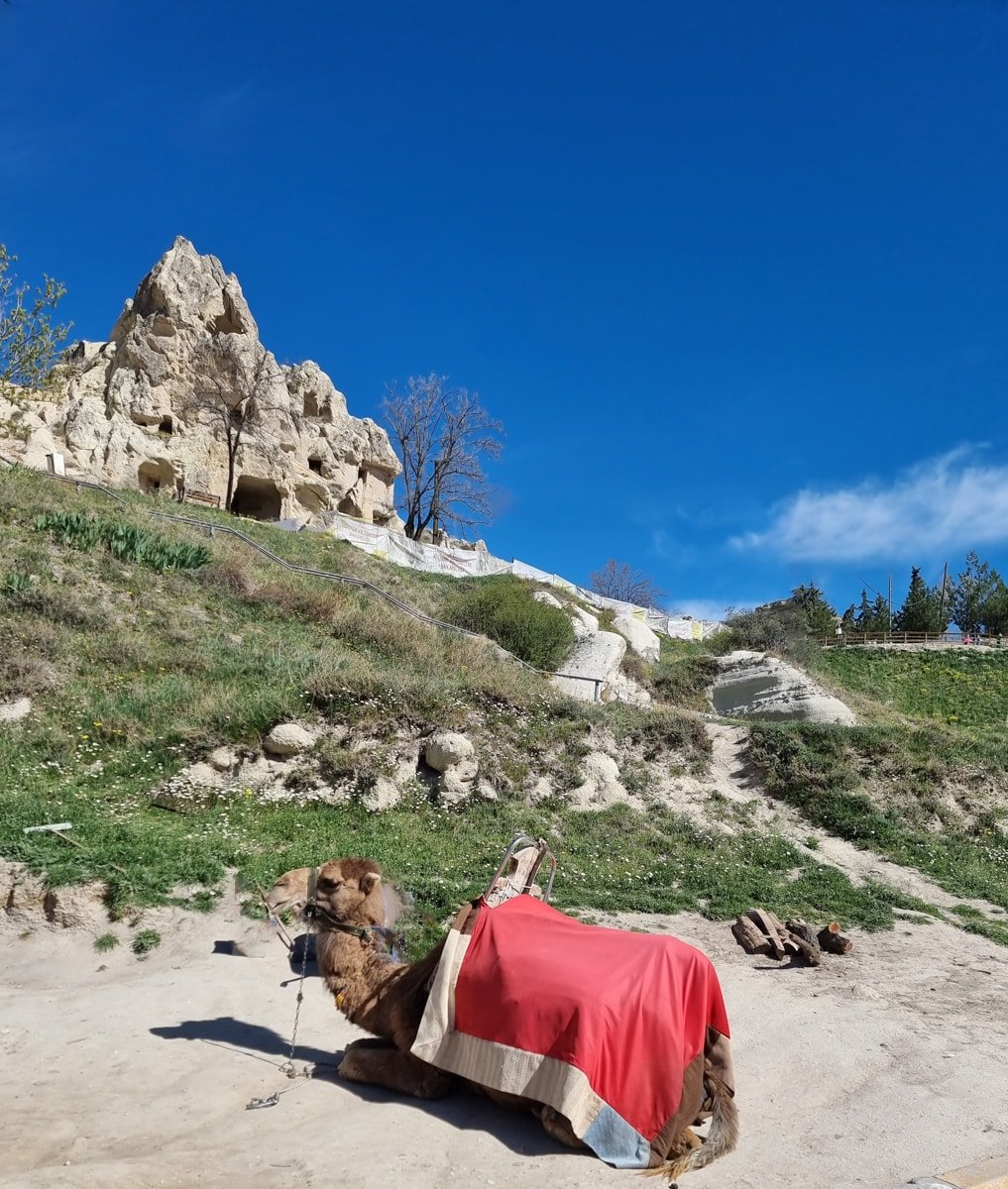 A camel lying on grass with a red blanket, with unique rock formations in Goreme, Cappadocia, and a clear blue sky in the background.