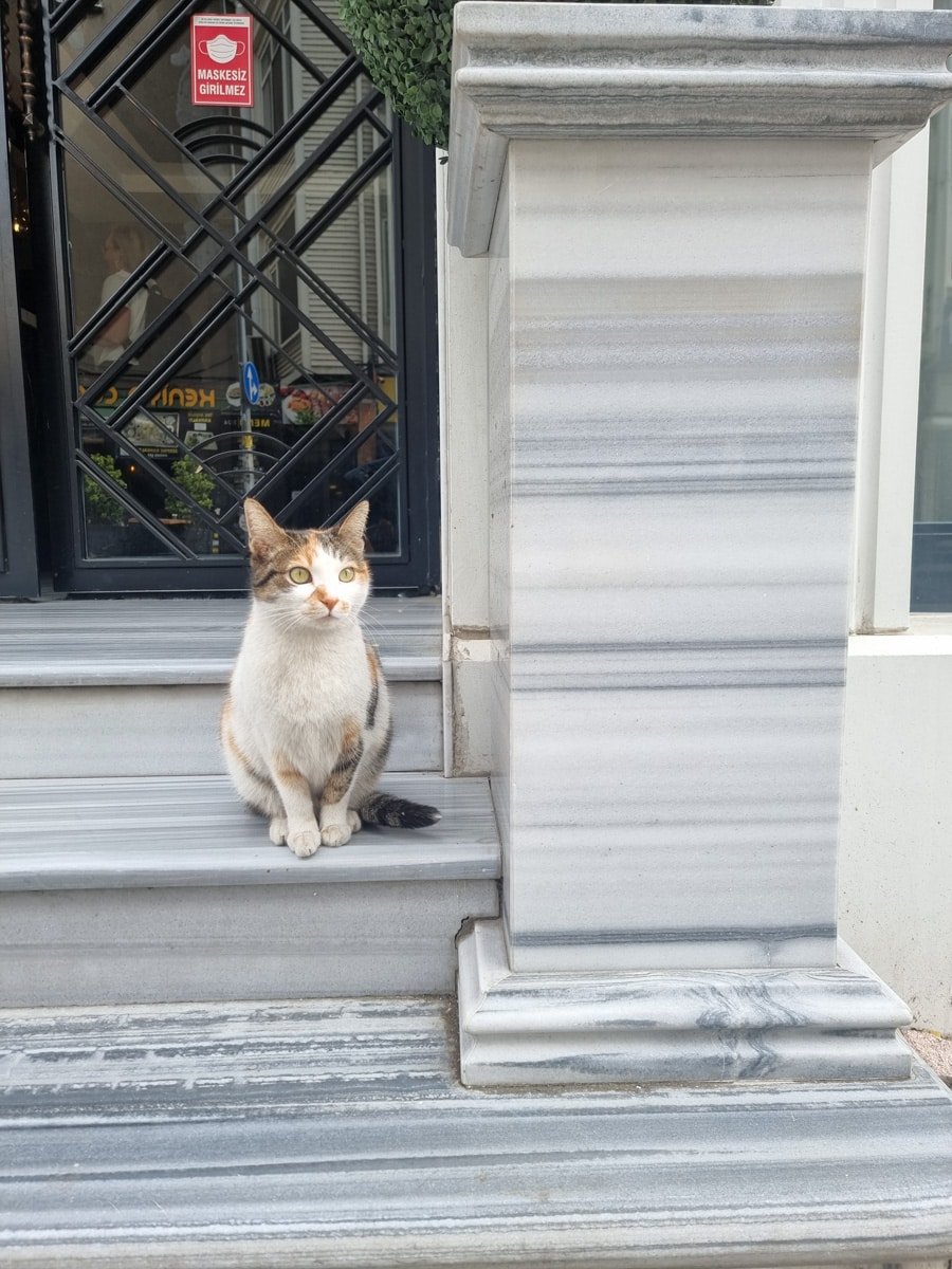 A white and brown cat sits on the marble steps of a building next to a large pillar. A "No Entry" sign is visible on the gate behind the cat, seemingly guarding its charming domain like it's straight out of "A Guide To Kadikoy Istanbul.
