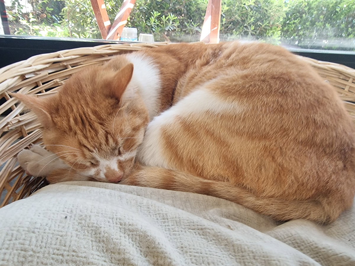 A ginger and white cat is curled up asleep in a wicker basket on a cushioned surface, with a leafy background visible, reminiscent of the cozy nooks you'd find while exploring A Guide To Kadikoy Istanbul.