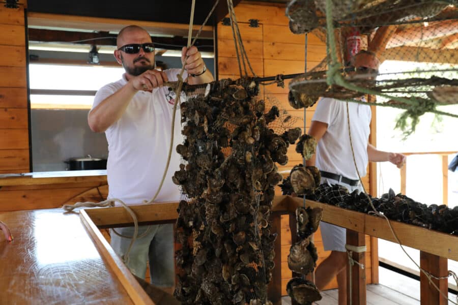 A man wearing sunglasses is handling a net full of oysters inside a wooden structure. Another person stands nearby, partially visible, assisting with the process during an Oyster Day trip in Bota Sare Ston, Croatia.