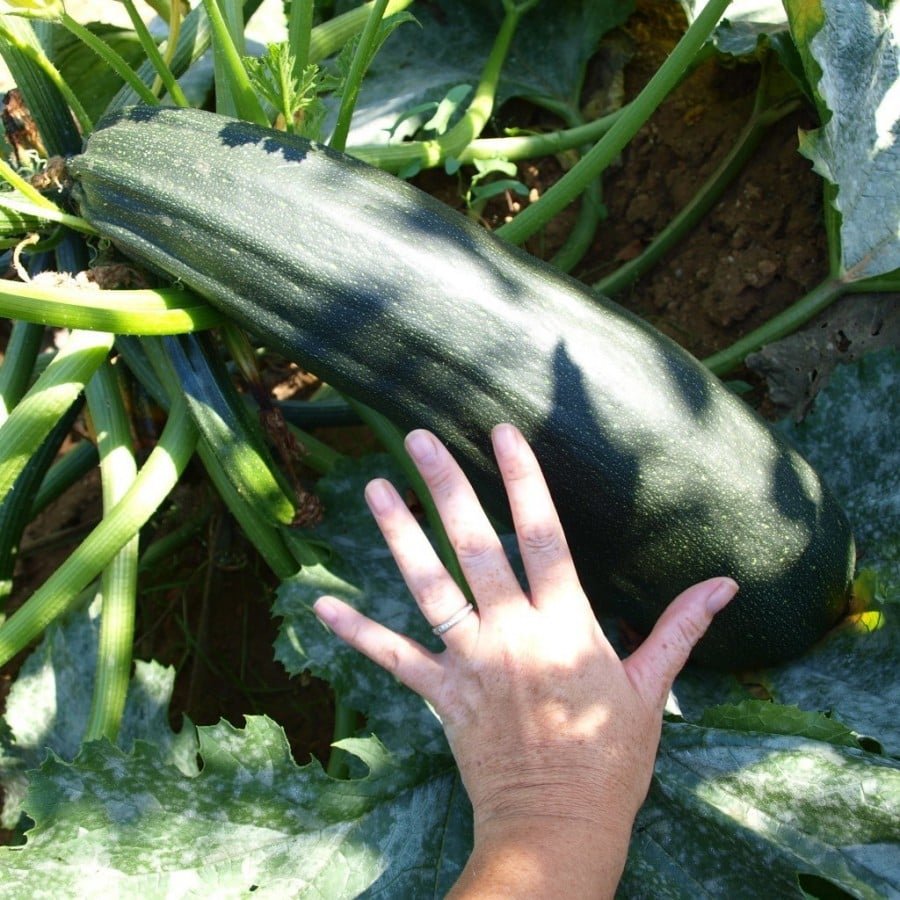 zucchini green summer vegetable